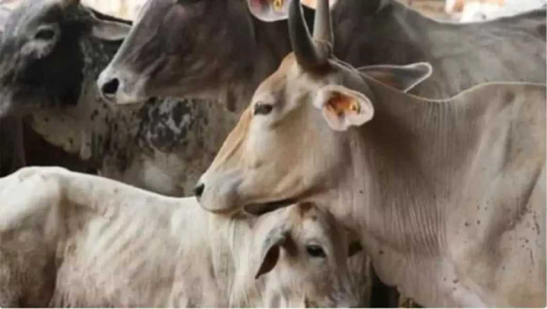 रायपुर: 8 गायों की मौत, बेकाबू ट्रेलर का कहर...