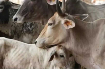 रायपुर: 8 गायों की मौत, बेकाबू ट्रेलर का कहर...