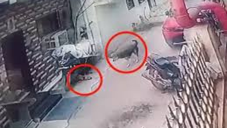 लाखे नगर में कुत्तों का आतंक, हमले में मासूम घायल...