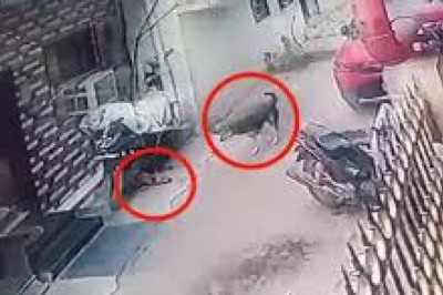 लाखे नगर में कुत्तों का आतंक, हमले में मासूम घायल...
