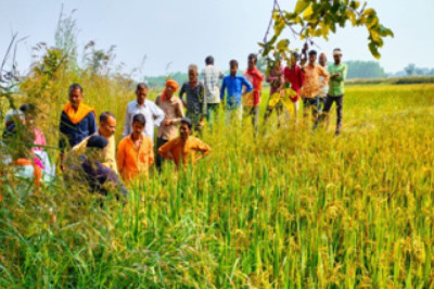 फसलों में कीटप्रकोप की शिकायत मिलने पर कृषि विभाग की टीम पहुंची ग्राम घुमका