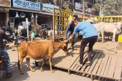 मवेशी धर-पकड अभियान में निगम की टीम ने आज पकडे 9 मवेशी