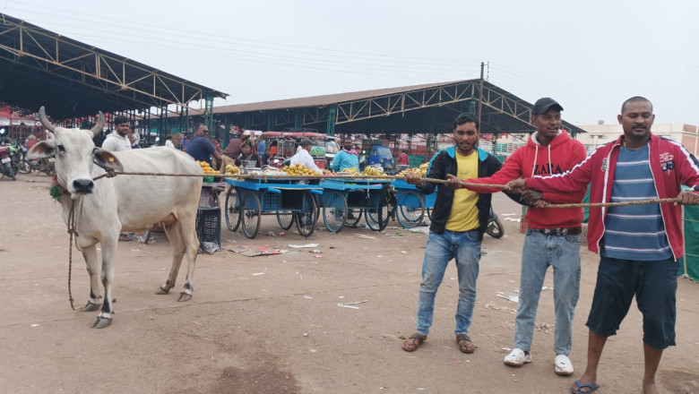 मवेशी धर-पकड अभियान, निगम की टीम ने पकडे 8 मवेशी...