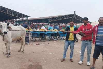 मवेशी धर-पकड अभियान, निगम की टीम ने पकडे 8 मवेशी...