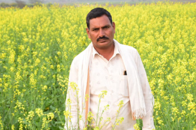 ग्राम जंगलेशर के उन्नतिशील किसानों ने 50 एकड़ में धान के बदले मक्का, 15 एकड़ में सरसों तथा 30 एकड़ में लगाई गेहूं की फसल...