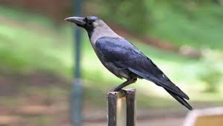 महाराष्ट्र में बर्ड फ्लू से 51 कौवों की मौत, प्रशासन अलर्ट पर - BIRD FLU...