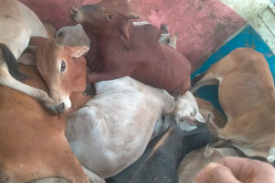 छुरिया विश्व हिंदू परिषद व बजरंग दल के कार्यकर्ताओं के सहयोग से पकड़े गए गौ तस्कर....