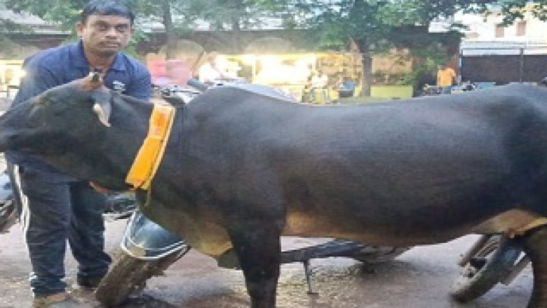 नगर निगम की सड़को में आवारा घूमने वाले पशुओं के गले में बांधी जा रही है रेडियम की पट्टियां...