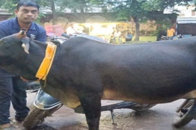 नगर निगम की सड़को में आवारा घूमने वाले पशुओं के गले में बांधी जा रही है रेडियम की पट्टियां...