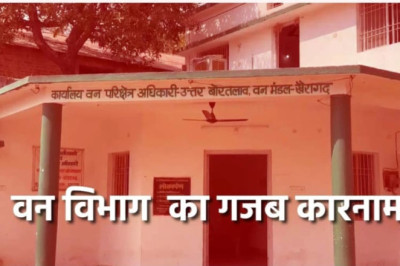 डोंगरगढ़ वन विभाग(उत्तर बोरतलाव) में बारिश के मौसम में हुआ कार्य,, लाखों का फर्जीवाड़ा...