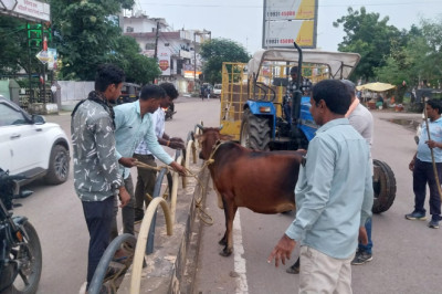 गो धन को दुर्घटना से बचाने रिसाली ने चलाया अभियान...