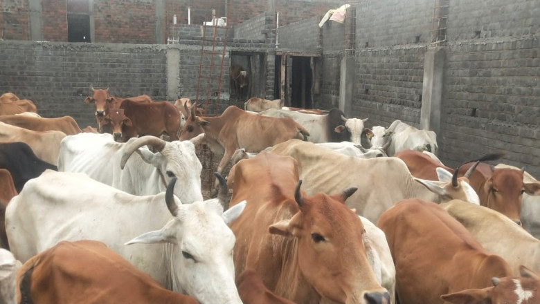 ढारा पंचायत में दूसरे गांवों की छोड़ी गई गायों से फसल को भारी नुकसान