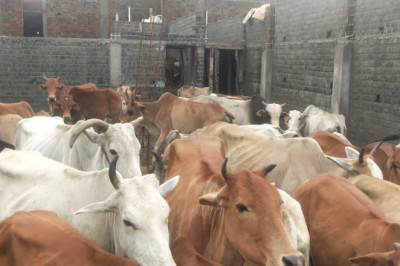 ढारा पंचायत में दूसरे गांवों की छोड़ी गई गायों से फसल को भारी नुकसान