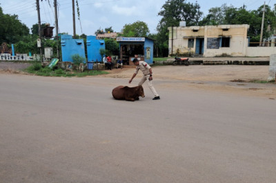 मवेशी मालिकों द्वारा मवेशियों को लापरवाही पूर्वक खुला छोड़ने के खिलाफ बड़ी कार्यवाही...