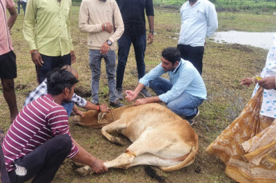 ग्राम लिटिया में ग्रामीणों के सहयोग से घुमंतू पशुओं से फसल की सुरक्षा से एवं सड़क दुर्घटना में कमी लाने के लिए लगभग 30-35 पशुओं के लिए गौठान में चारा-पानी की व्यवस्था की जा रही....