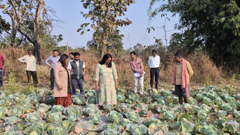 खेतों में उतरकर कलेक्टर श्रीमती तुलिका प्रजापति ने किसानों से की सीधा संवाद, रबी फसलों का लिया जायजा...