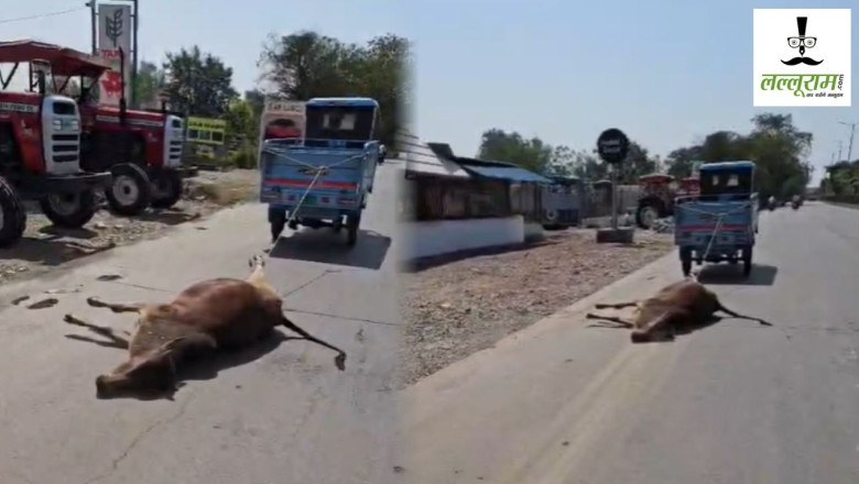 NH-130 पर मृत गाय को ऑटो से घसीटने का वीडियो वायरल