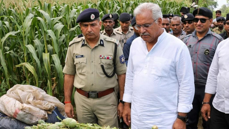 दुर्ग में मक्के की आड़ में अफीम की खेती का खुलासा, पुलिस की रेड में डेढ़ एकड़ फसल जब्त