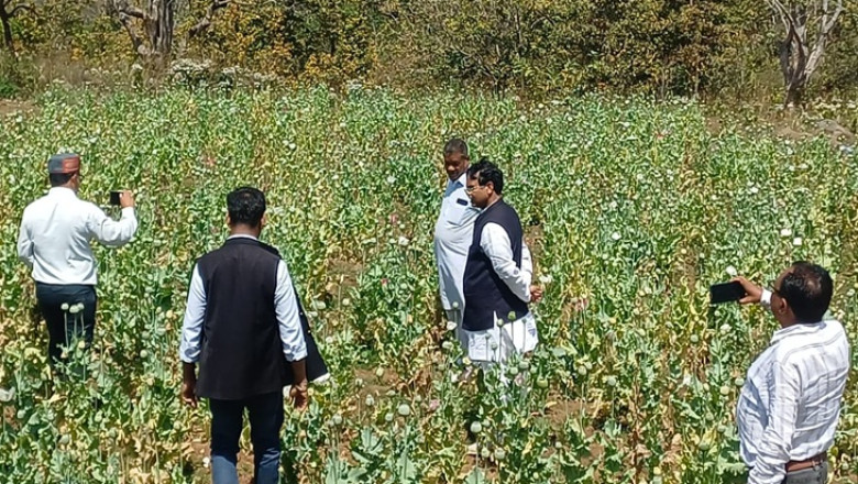 झारखंड से छत्तीसगढ़ तक फैला अफीम नेटवर्क: कार्रवाई तेज होते ही सरहदी गांव बने तस्करों का ठिकाना