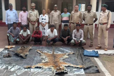 रक्षक ही बना शिकारी: युवा बाघ की हत्या में डिप्टी रेंजर की संलिप्तता उजागर