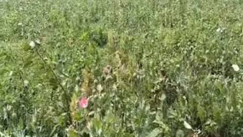 रायगढ़ में फिर बेनकाब अफीम की खेती: 17 दिन में पांचवां मामला, लैलूंगा बना नया हॉटस्पॉट