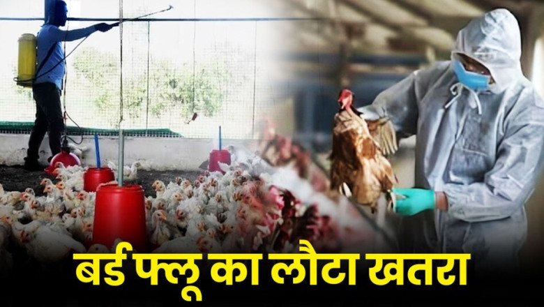 बिलासपुर में बर्ड फ्लू का कहर: 5 हजार मुर्गियां मरीं, 20 हजार अंडे नष्ट