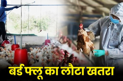 बिलासपुर में बर्ड फ्लू का कहर: 5 हजार मुर्गियां मरीं, 20 हजार अंडे नष्ट