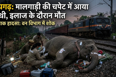 ट्रेन की टक्कर से घायल हाथी ने तोड़ा दम, वन विभाग में हड़कंप