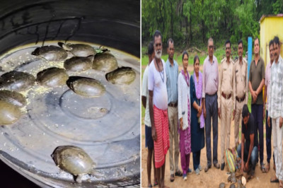 वन विभाग की बड़ी कार्रवाई: 11 जिंदा कछुओं के साथ तस्कर गिरफ्तार, बेचने से पहले धराया!