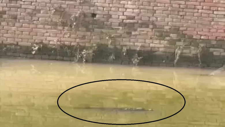 आबादी के बीच पहुंचा मगरमच्छ, वन विभाग का घंटों चला अभियान, फिर भी नहीं आया पकड़ में...