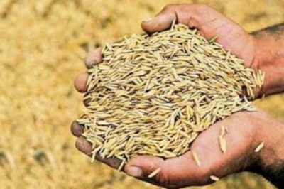धान बेचने से पहले पढ़ लें ये खबर! किसानों के लिए बदला नियम, बिना एग्रीस्टेक पंजीयन नहीं बिकेगा