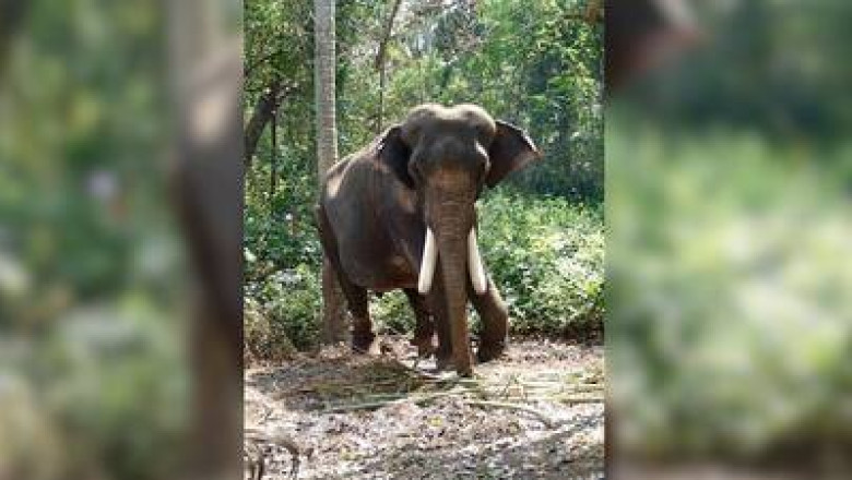 धमतरी के केरेगांव में दंतैल हाथी की दस्तक, 10 किमी दायरे के गांवों में हाई अलर्ट...